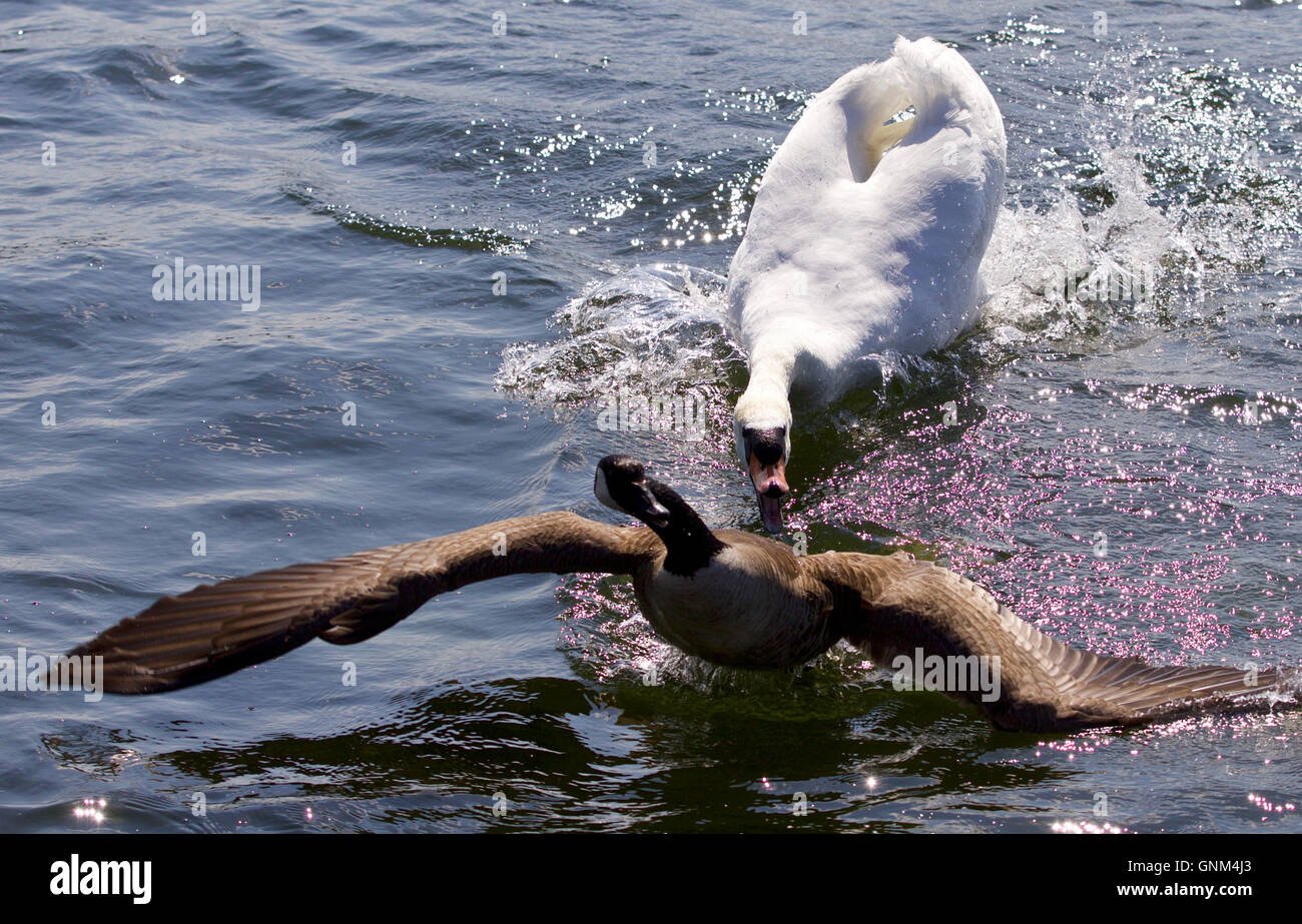 Amazing picture with an angry swan attacking a Canada goose on the lake Stock Photo