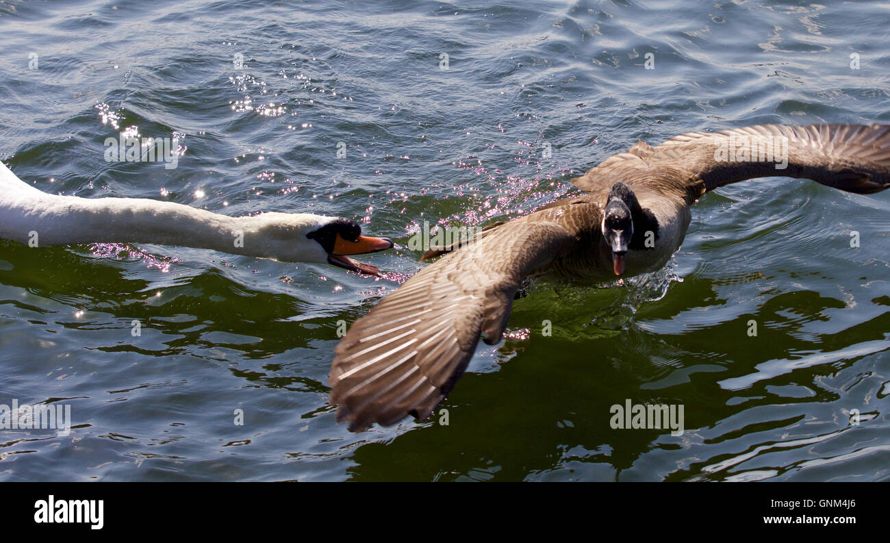 Amazing image with an angry swan attacking a Canada goose Stock Photo