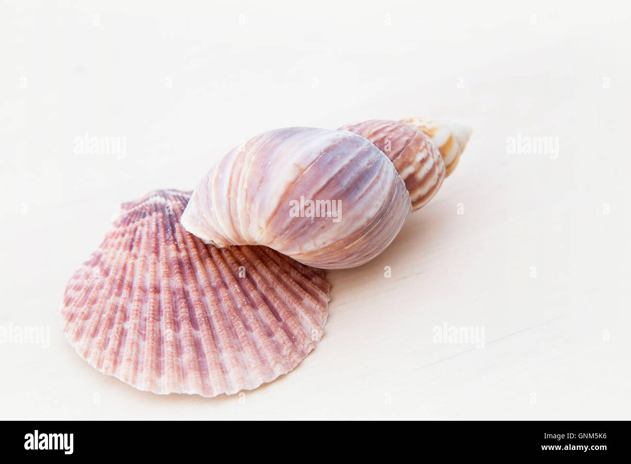 sea shells, summer holiday beach concept Stock Photo