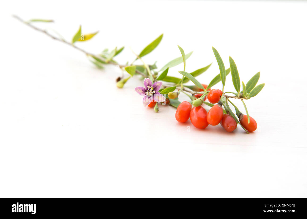 Goji Stock Photo