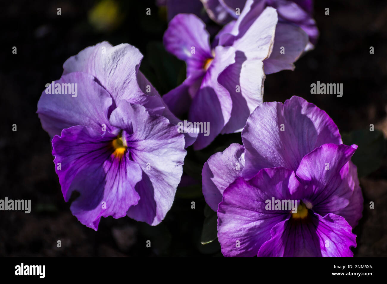 Photos flowers hi-res stock photography and images - Alamy
