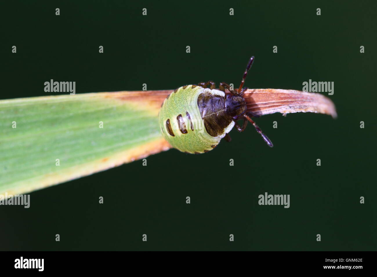 Green Shield Bug Nymph Stock Photo