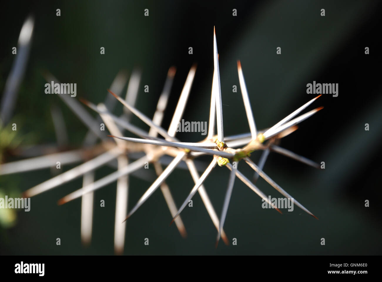 Very long sharp spikes or dangerous thorns Stock Photo Alamy