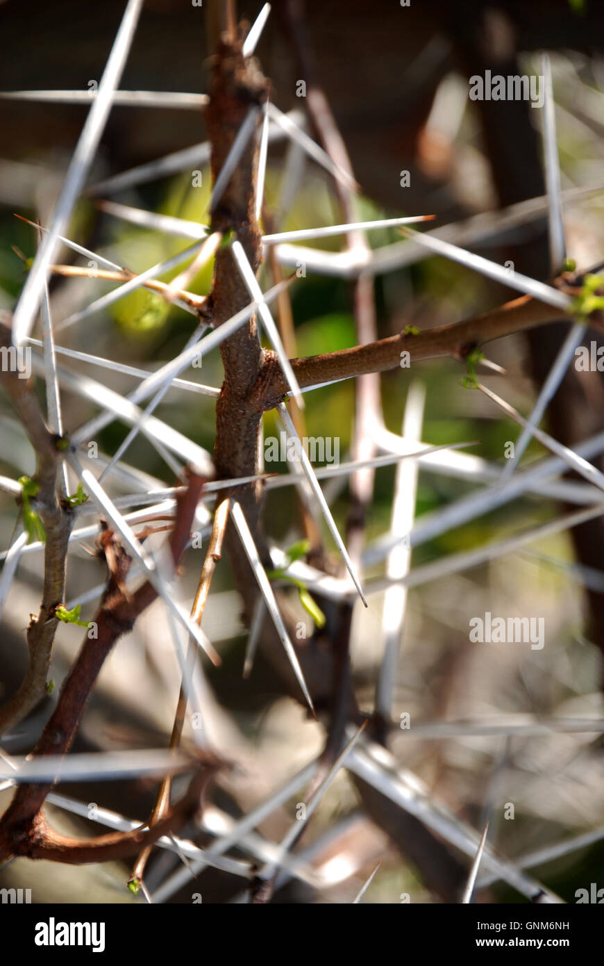 Very long sharp spikes or dangerous thorns Stock Photo