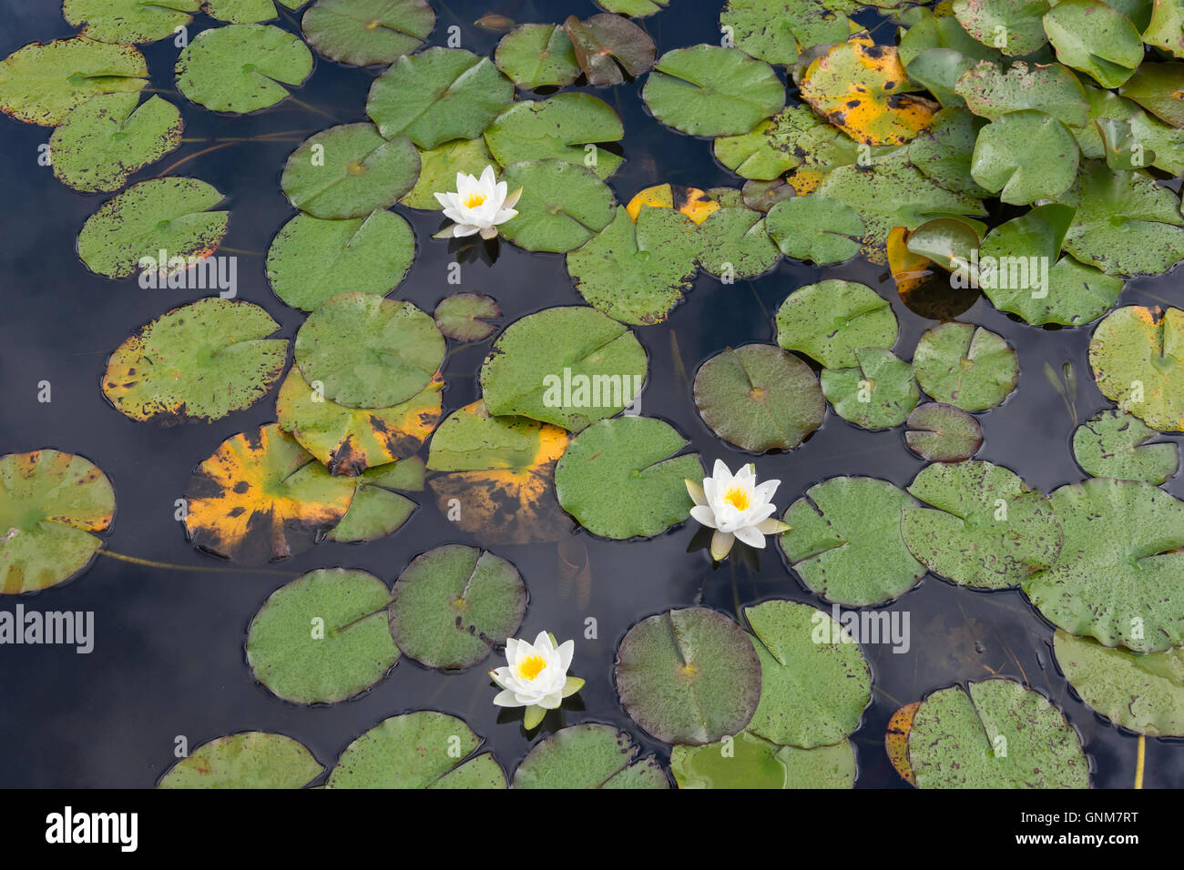 Lily pond at Horwood House, Mursley Road, Little Horwood ...