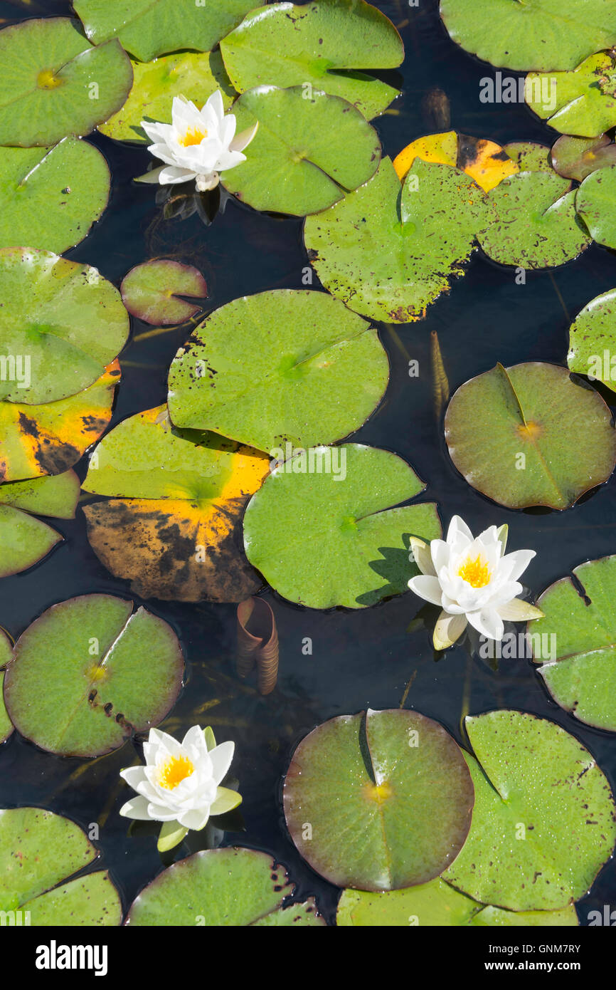Lily pond at Horwood House, Mursley Road, Little Horwood, Buckinghamshire, England, United Kingdom Stock Photo