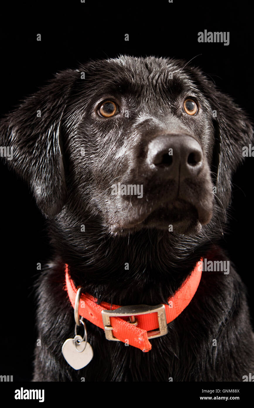 Best collar color for black dog sale
