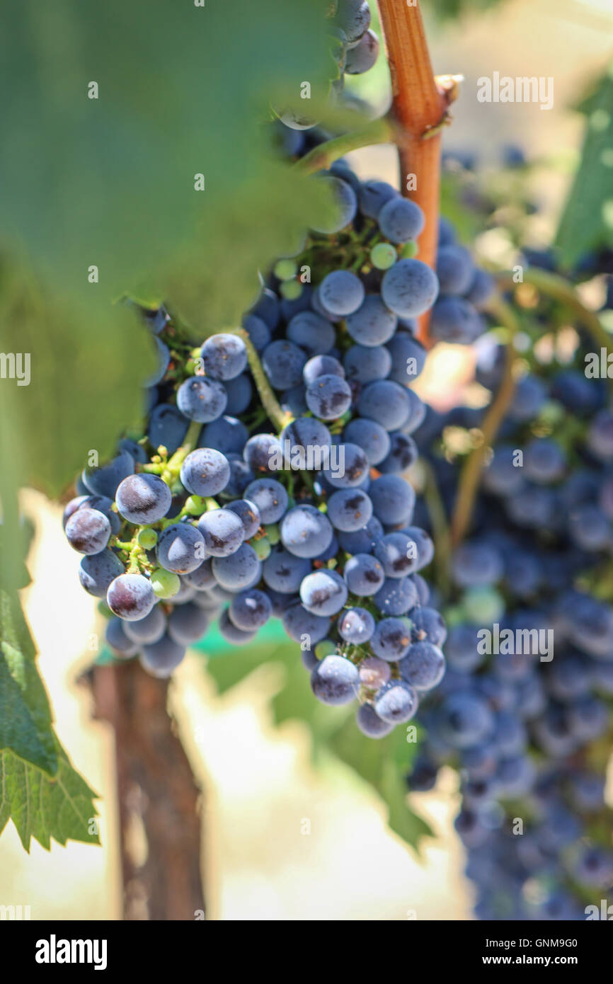 Grapes growing in San Luis Obispo Stock Photo