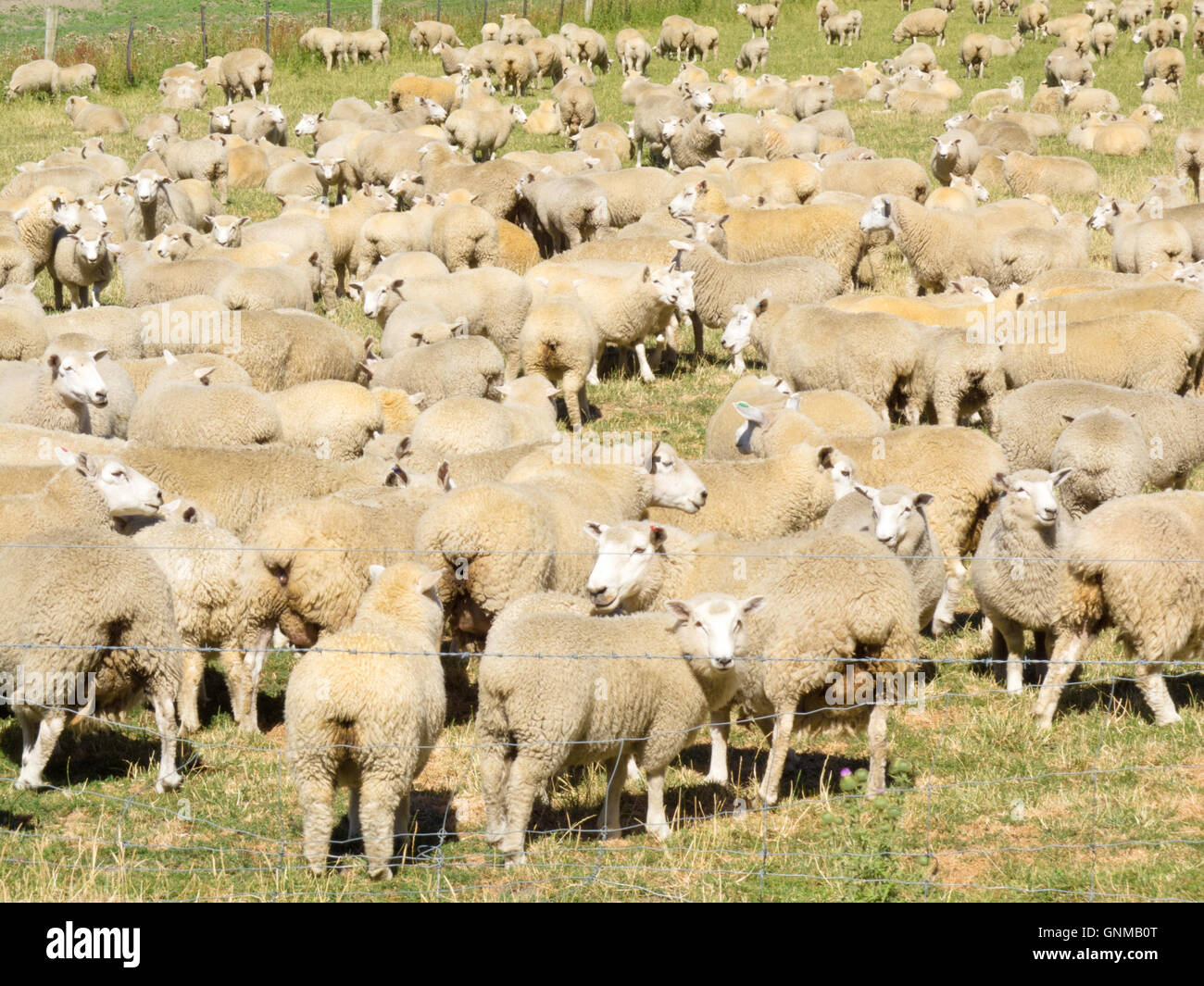 Flock of wool sheep close together in field Stock Photo