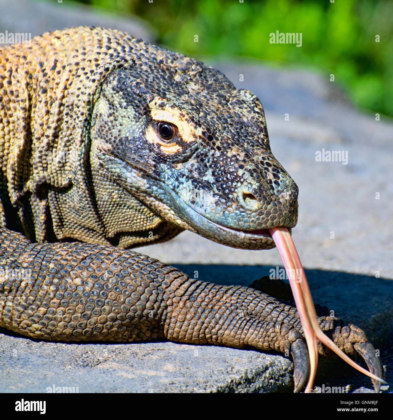 Asia color dragon animal hi-res stock photography and images - Alamy