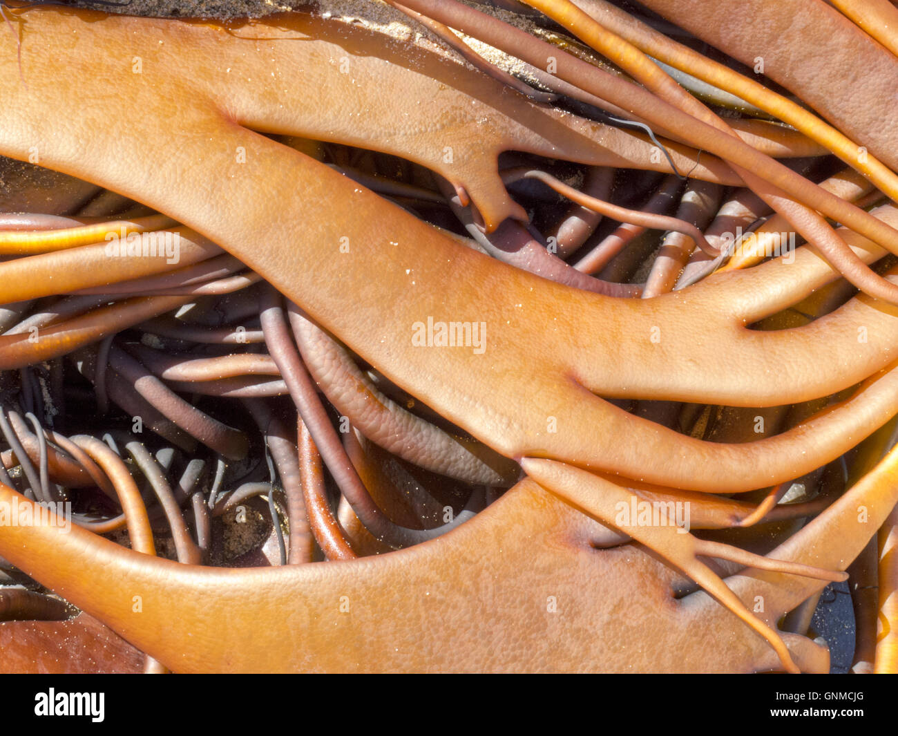 Bull Kelp blades on surface background texture Stock Photo Alamy
