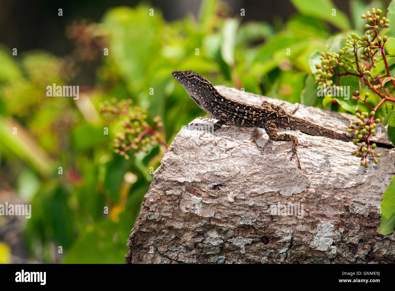 Brown Anole - Birch State Park - Fort Lauderdale, Florida USA Stock Photo