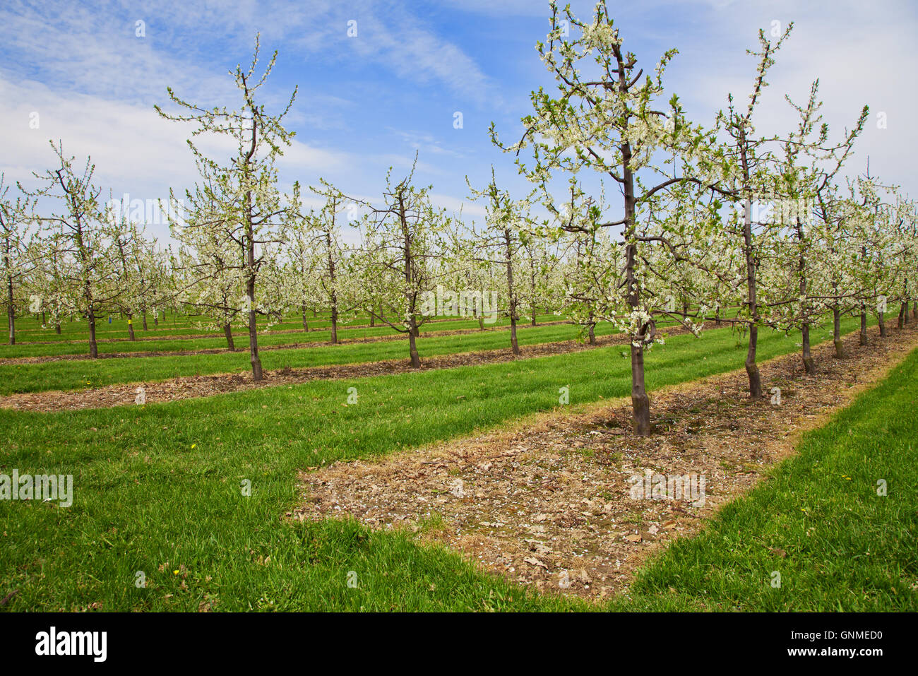 Apple orchard Stock Photo