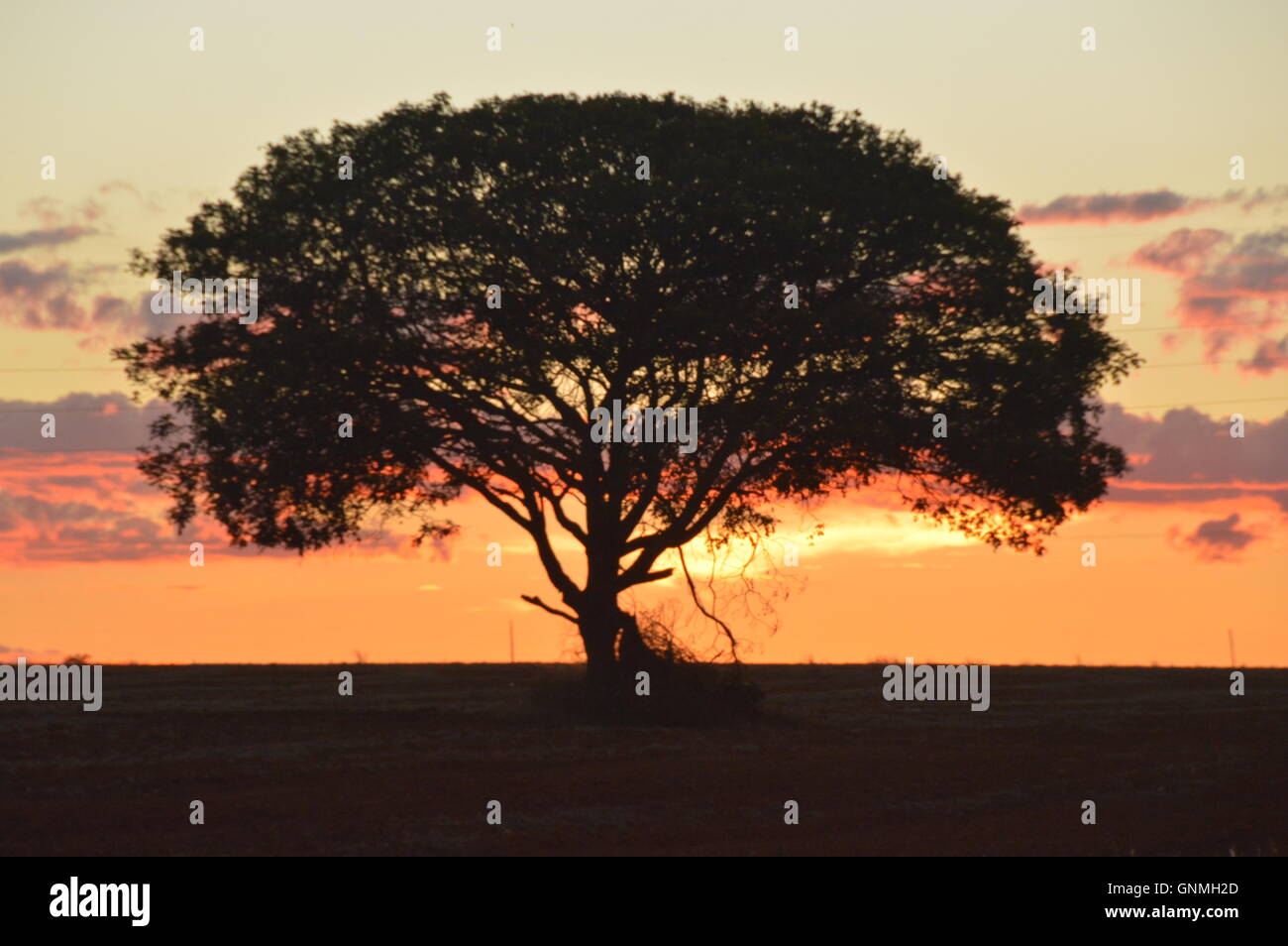 Lonely tree at the Cerrado in the state of Goias, Brazil soya plantation in the state of Goias,Brazil Stock Photo