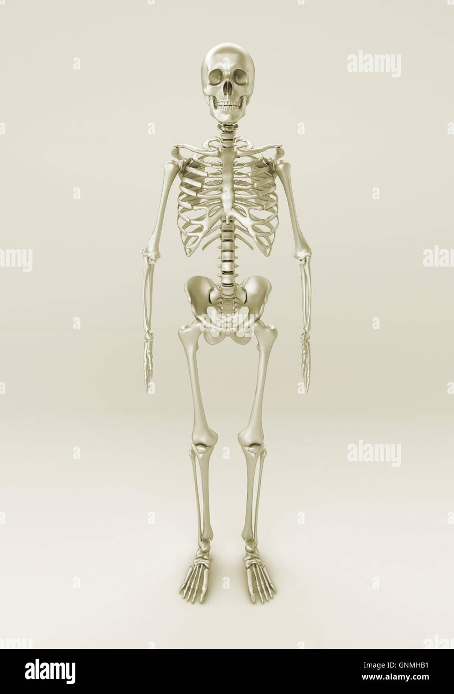 Skeleton of a gray background Stock Photo - Alamy