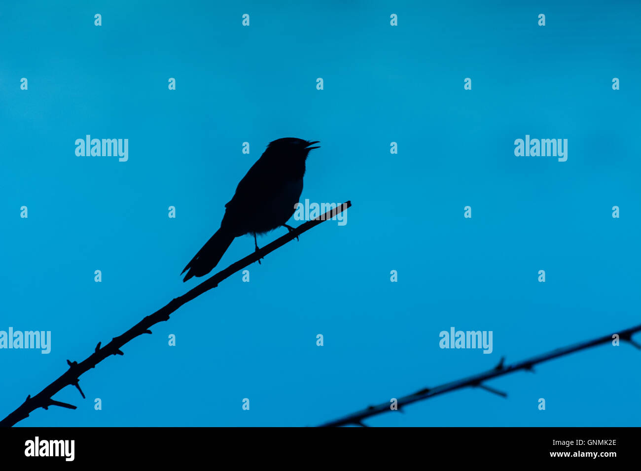 Silhouette of a Willy wagtail bird sitting on a branch against a blue background Stock Photo