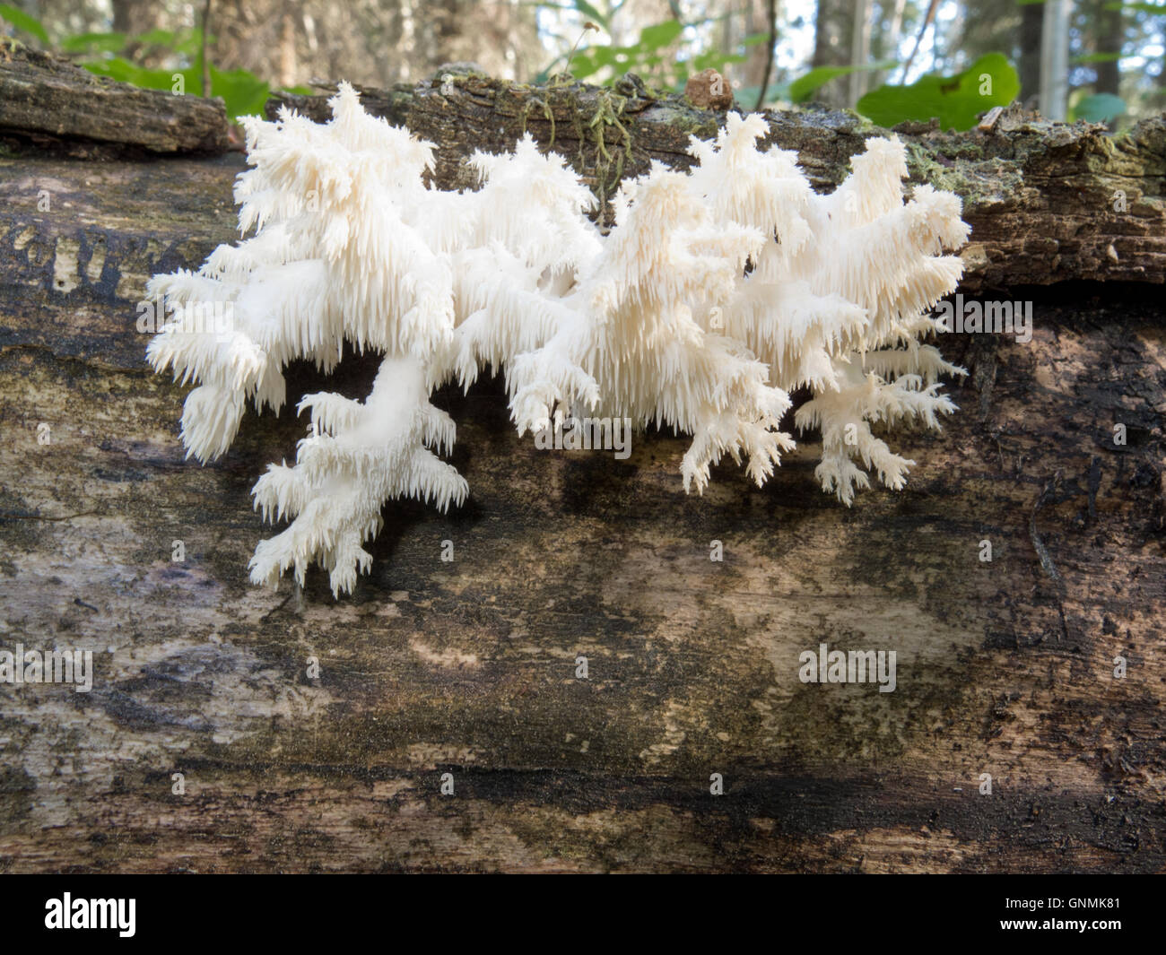 Delicious edible white mushroom Coral Hericium Stock Photo