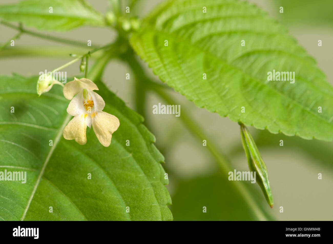 Impatiens parviflora on a green background, close up Stock Photo