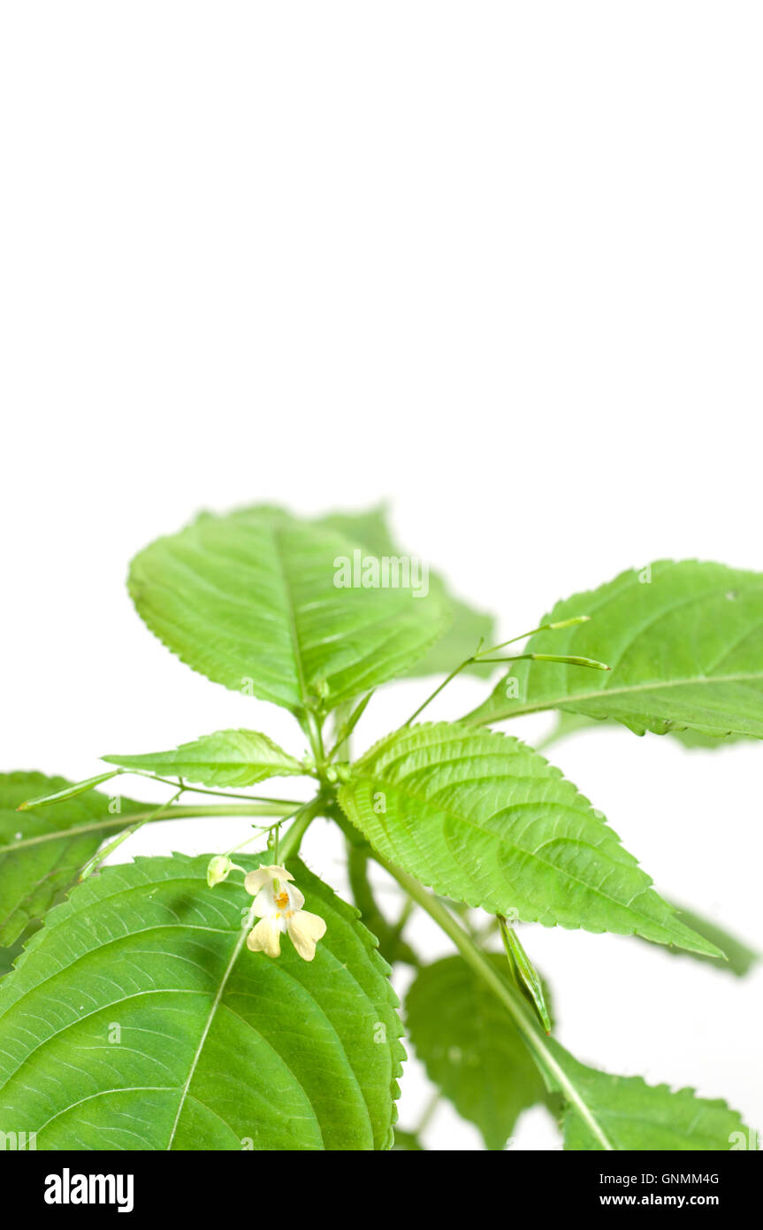 Impatiens parviflora on a white background, close up Stock Photo