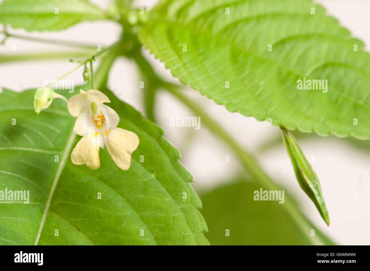 Impatiens parviflora on a white background, close up Stock Photo