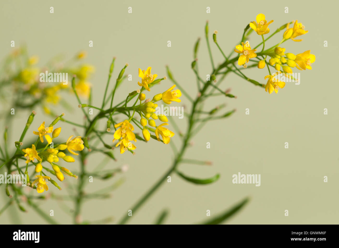 Upland cress hi-res stock photography and images - Alamy