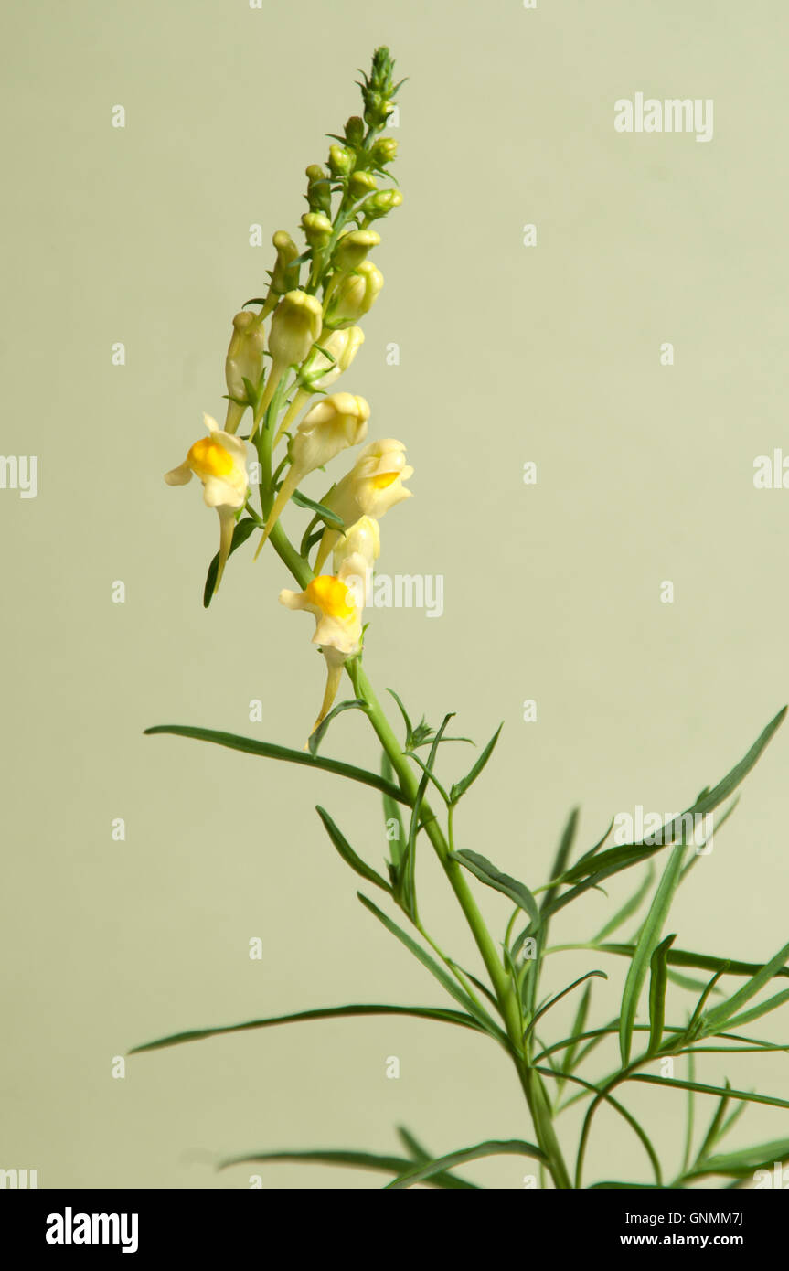Toadflax flowers over green background, closeup Stock Photo