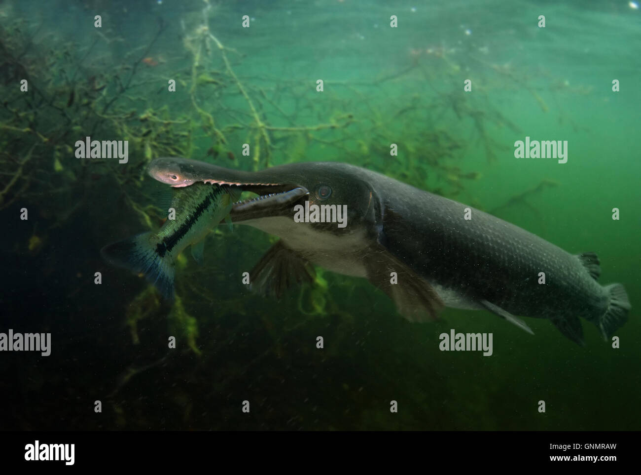 Alligator Gar Fish Atractosteus Spatula High Resolution Stock