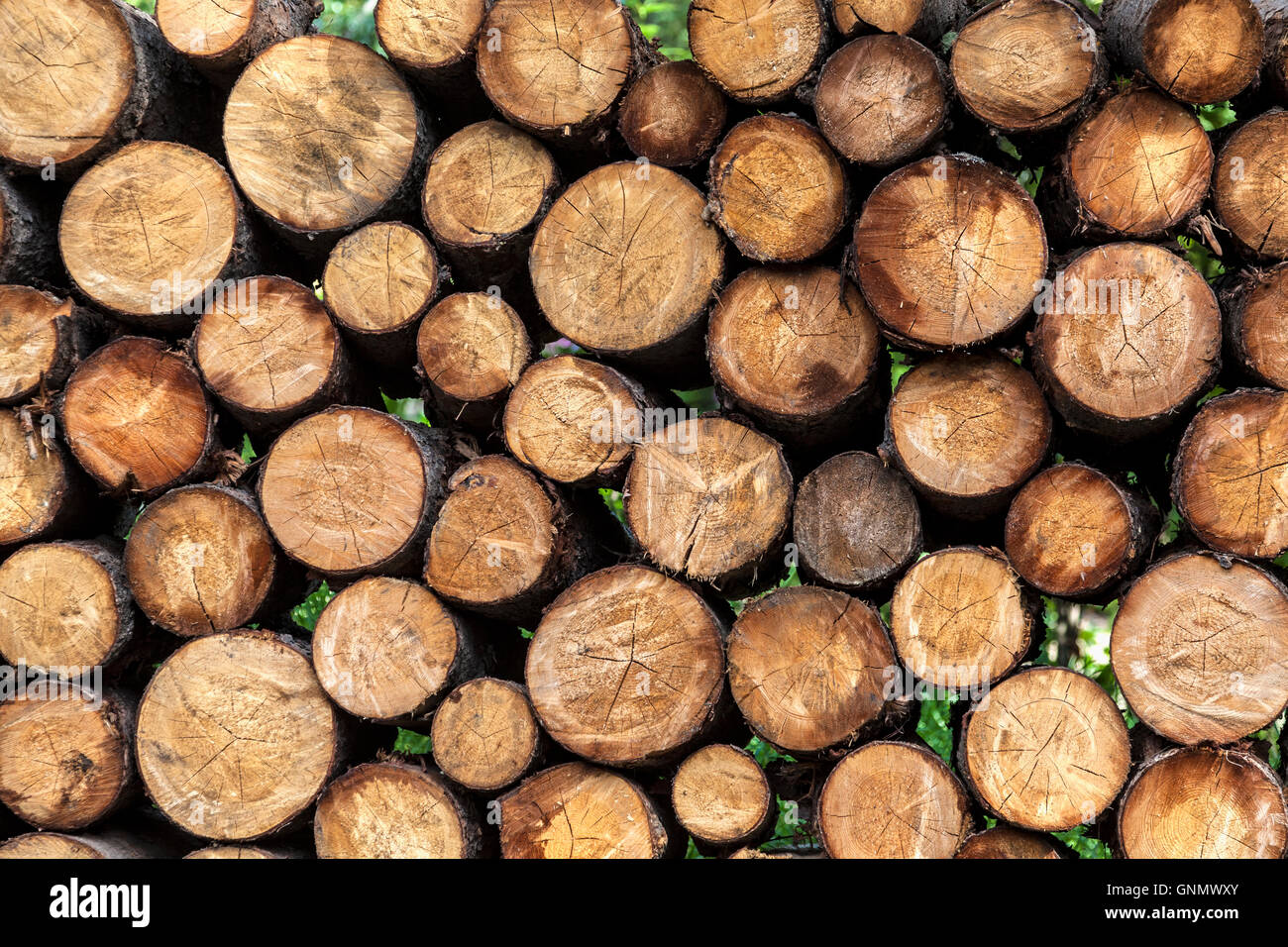 Woodpile ready for winter at Fairbanks Alaska Stock Photo