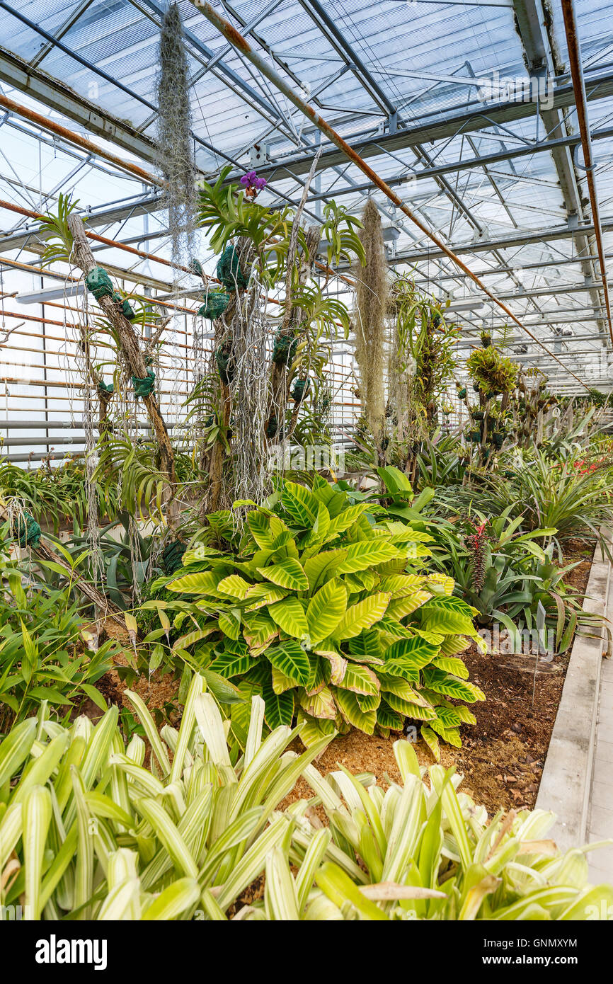 Many green plants in greenhouse Stock Photo