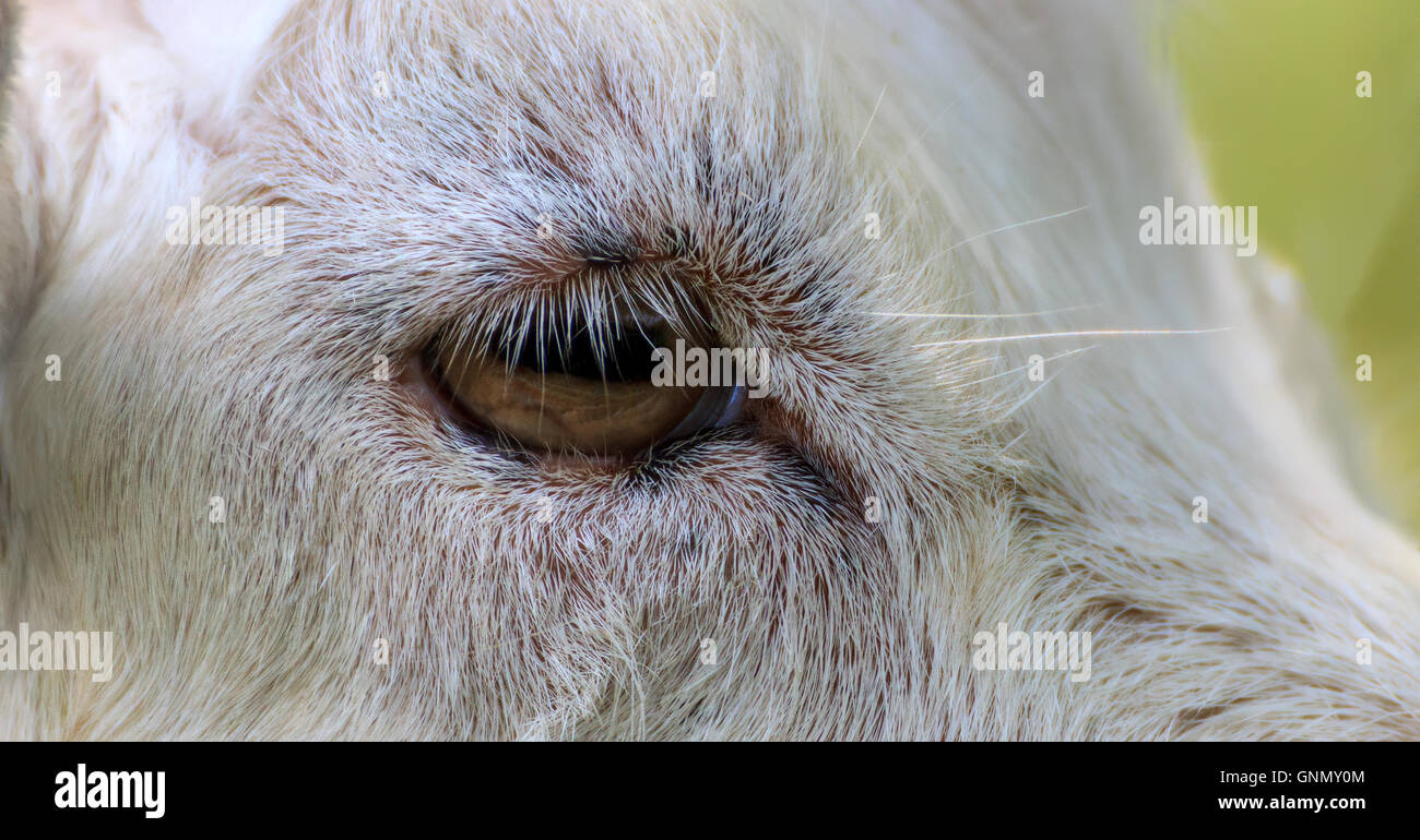 Goats Eye closeup Stock Photo Alamy