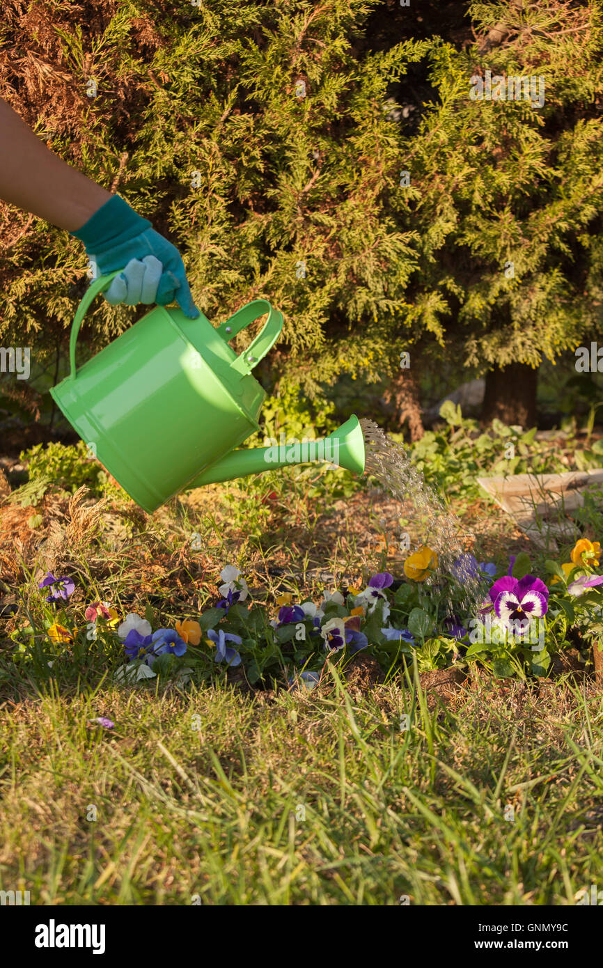 watering flowers in garden Stock Photo Alamy