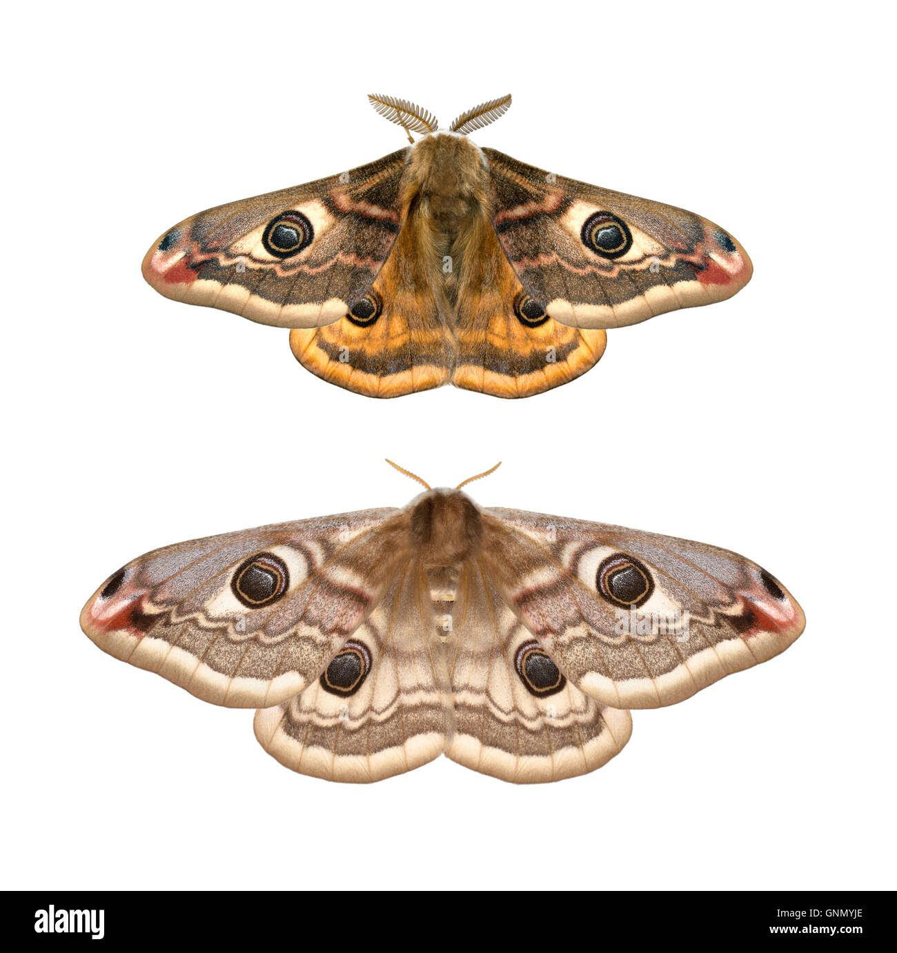 Emperor Moth - Saturnia pavonia 68.001 (1643) Stock Photo