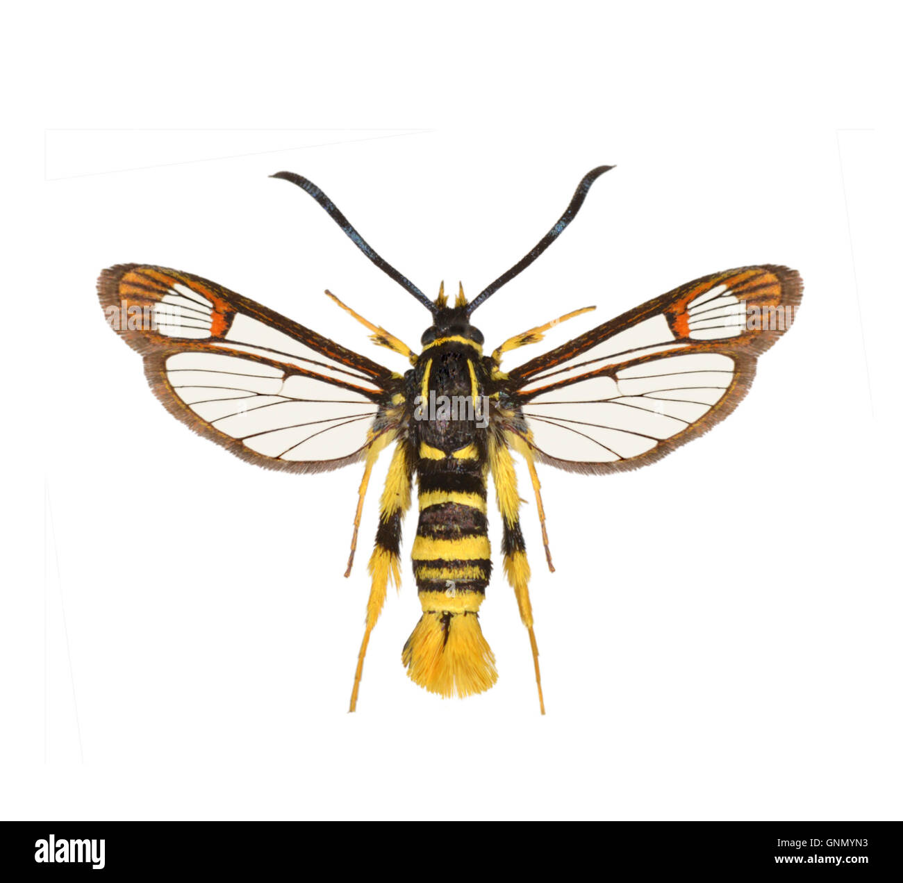 Yellow-legged Clearwing - Synanthedon vespiformis 52.012 BF374 Stock Photo