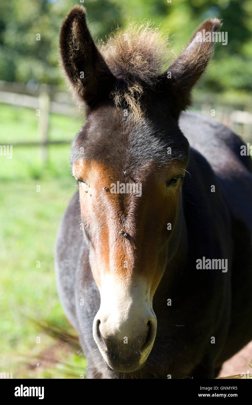 Donkeys in a paddock in Devon Stock Photo Alamy