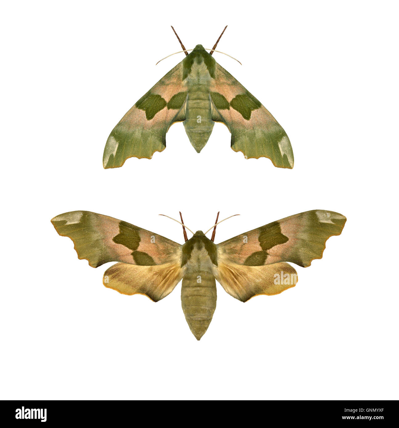 69.001 (1979) Lime Hawk-moth - Mimas tiliae Stock Photo