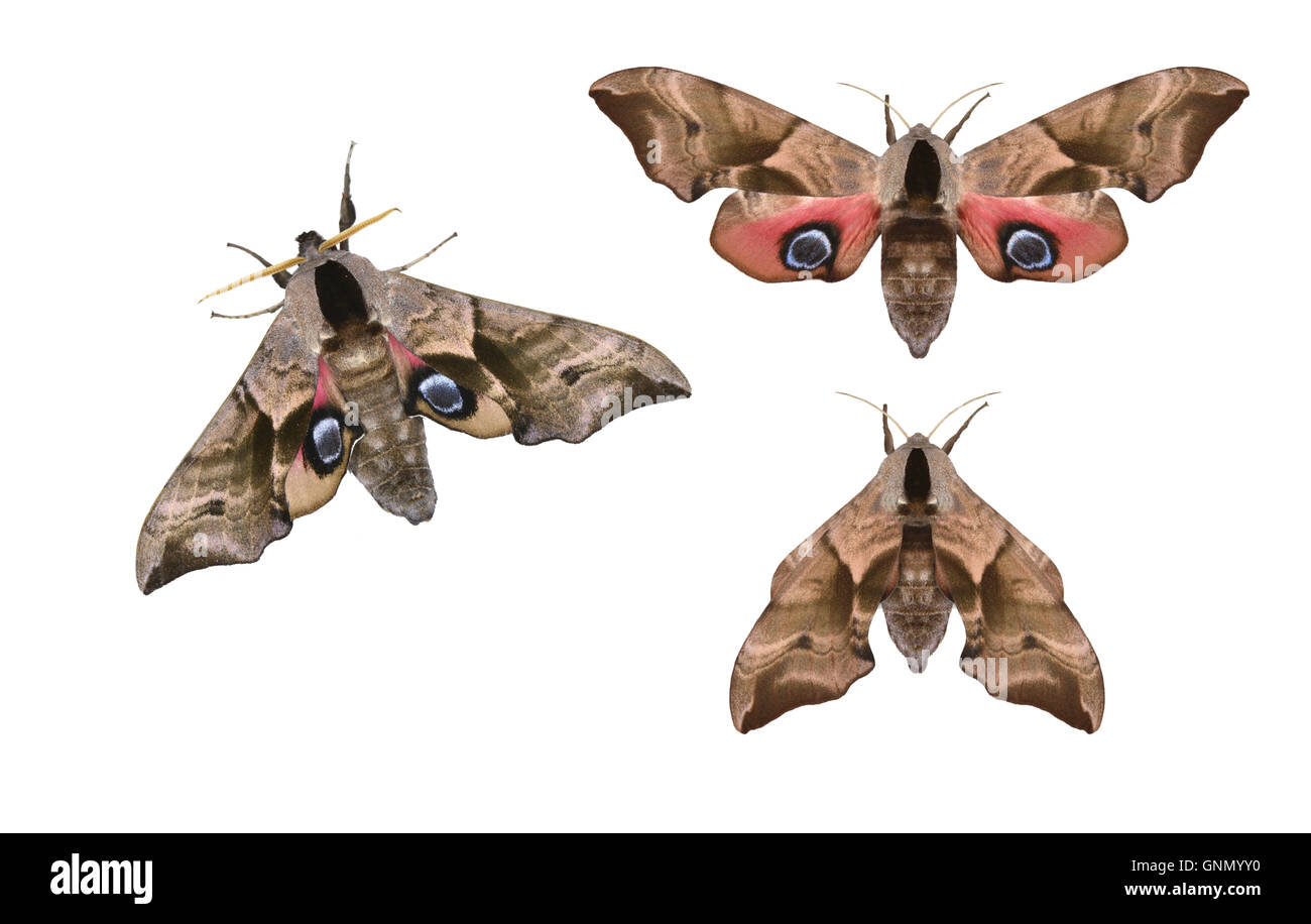 69.002 (1980) Eyed Hawk-moth - Smerinthus ocellatus Stock Photo