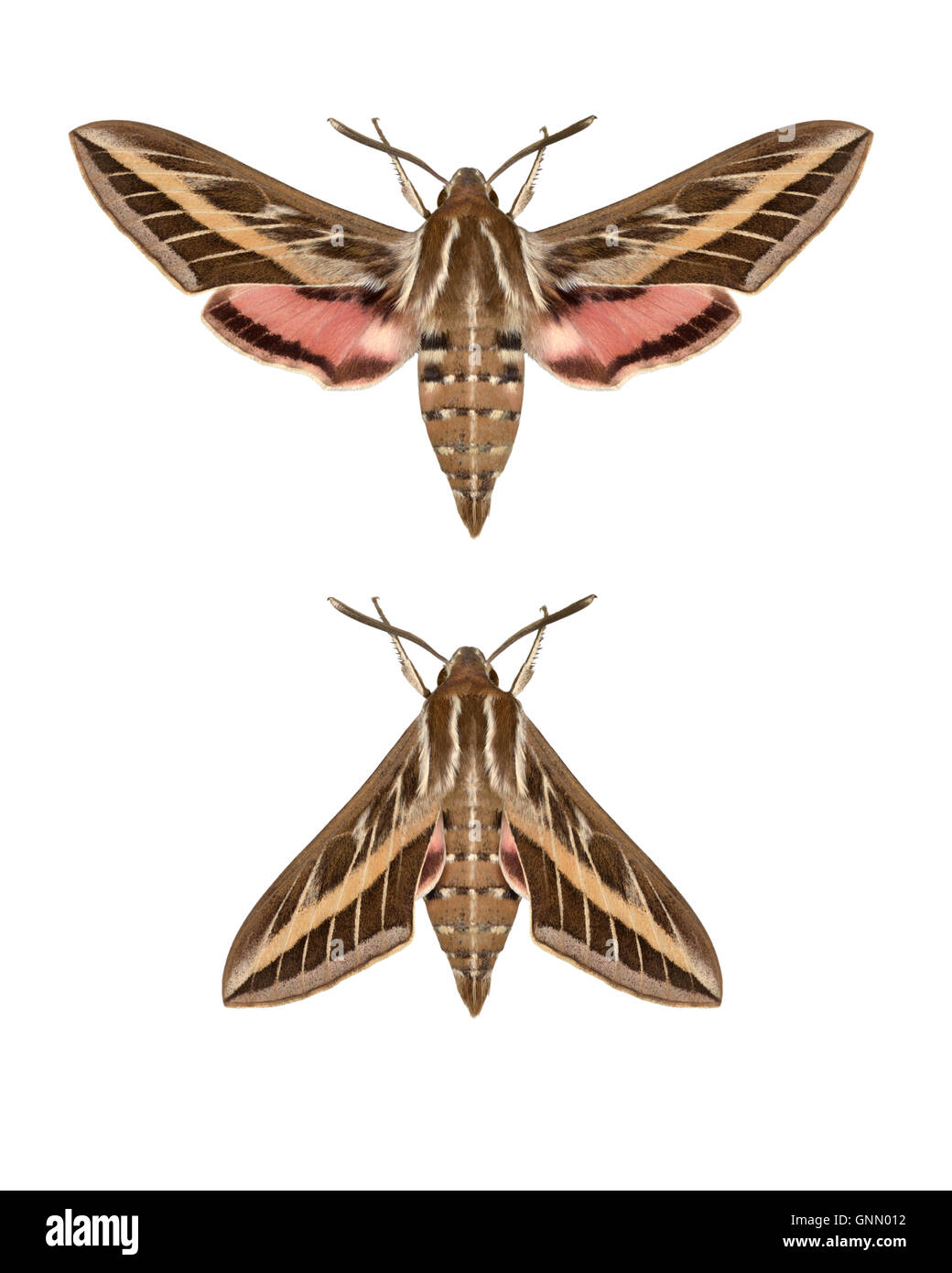 69.015 (1990) Striped Hawkmoth Hyles livornica Stock Photo Alamy