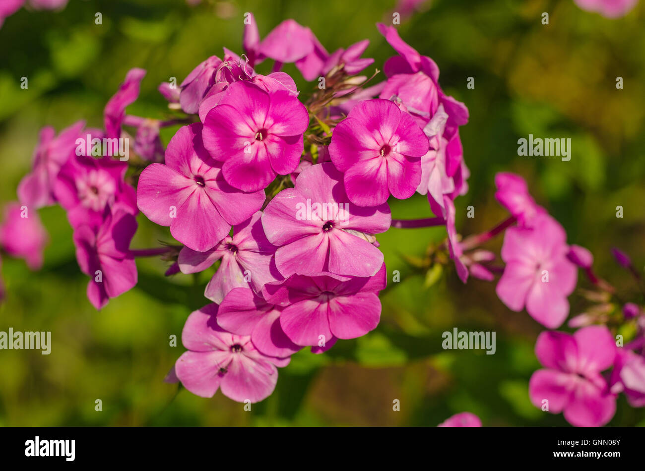 Crocus garden flower Stock Photo