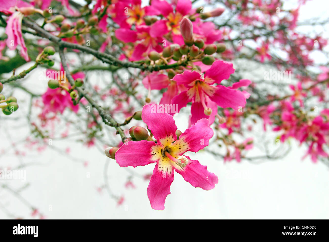 Flowers of Silk Floss Tree (Ceiba speciosa) Stock Photo