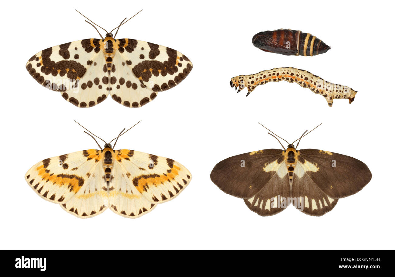 70.205 (1884) The Magpie - Abraxas grossularia top row = typical adult, pupa and larva bottom  row= abberant adult forms Stock Photo