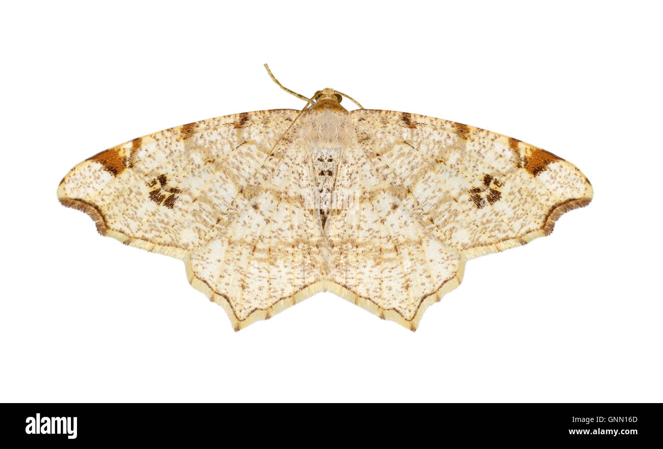 70.211 (1889) Peacock Moth - Macaria notata Stock Photo