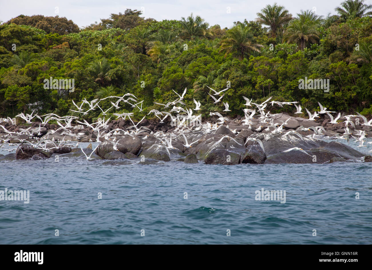 Birds in Sierra Leone, Banana Island, Africa Stock Photo Alamy