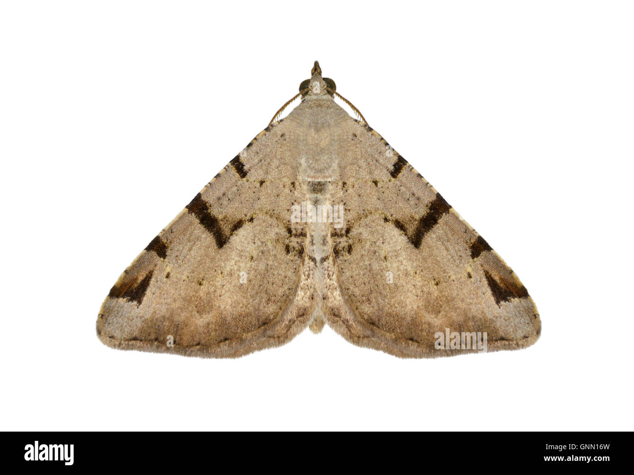 70.215 (1897) V-moth - Macaria wauaria Stock Photo