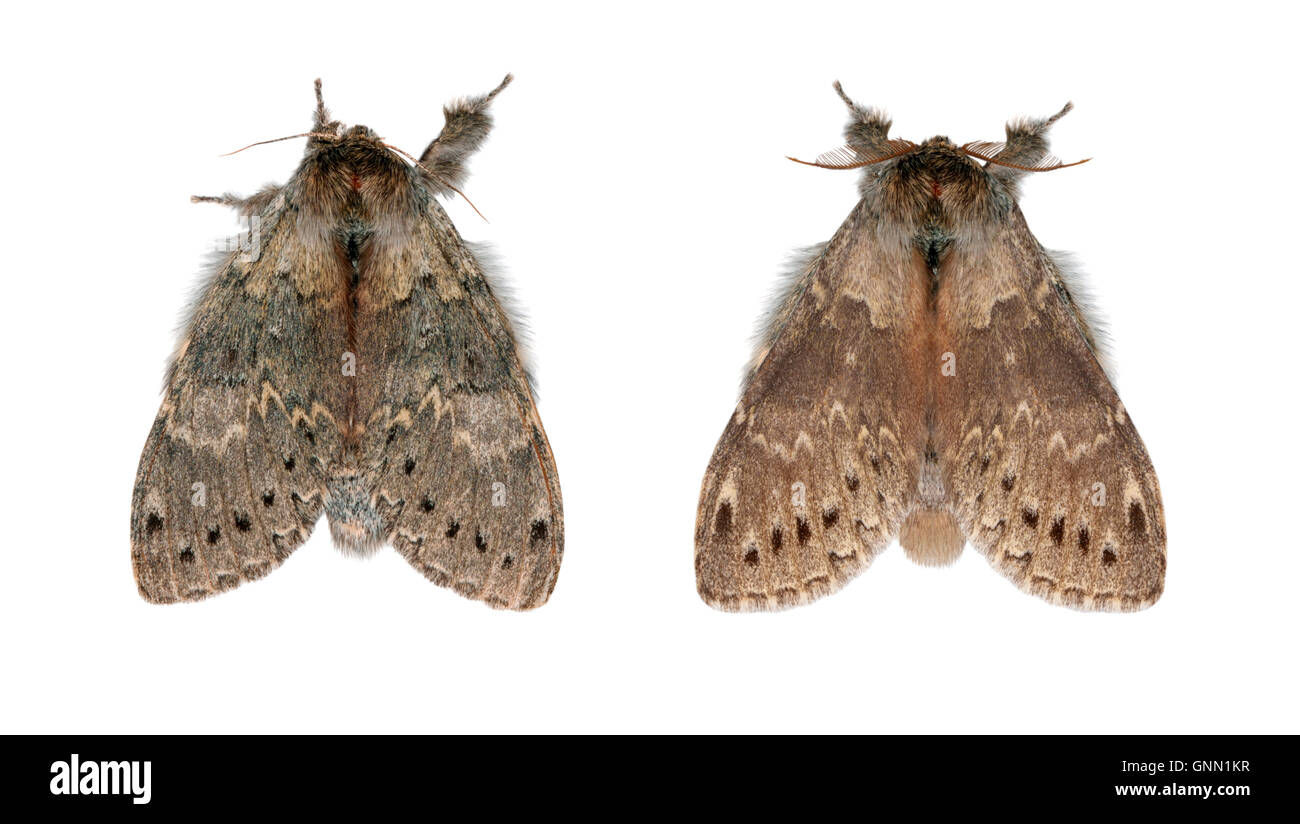 Lobster Moth Stauropus fagi Length 32mm. An intriguing moth named after the bizarre appearance of its larva. Adult has reddish-g Stock Photo