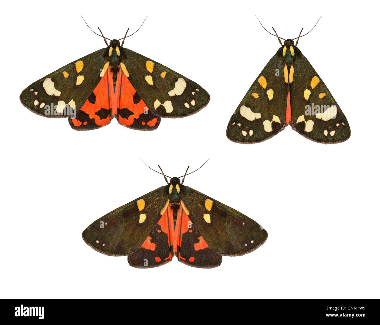 72.029 (2068) Scarlet Tiger - Callimorpha dominula Stock Photo