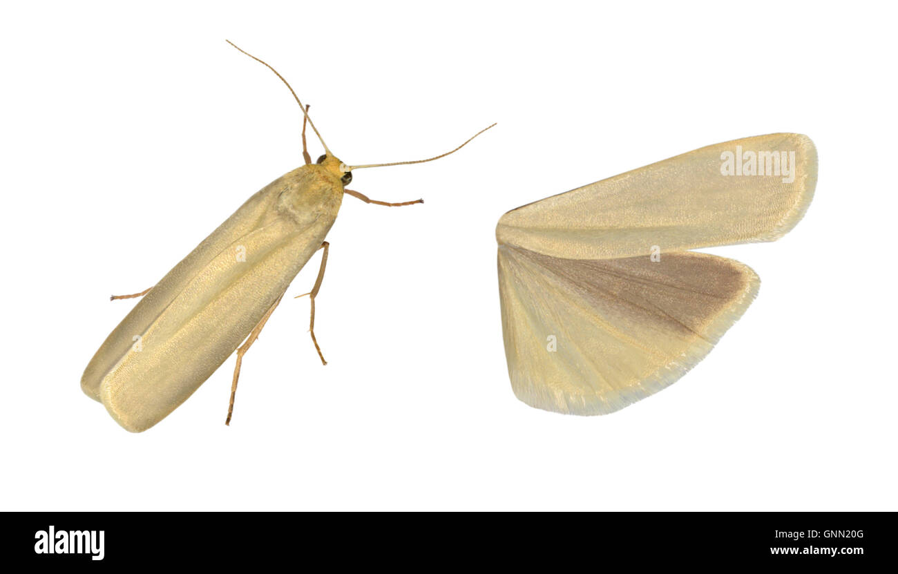 72.048 (2046) Pigmy Footman - Eilema pygmaeola Stock Photo