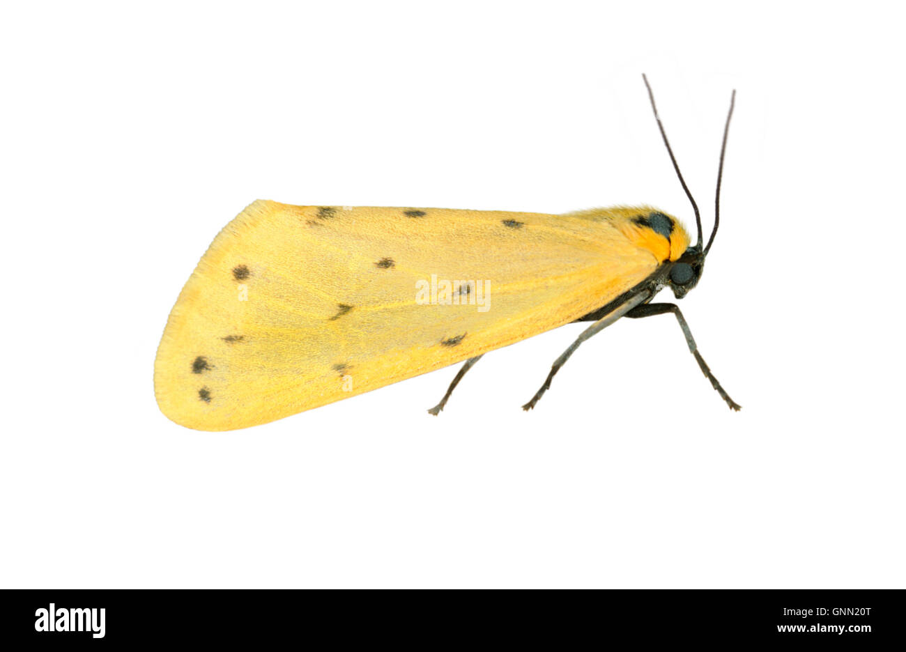 Dew Moth - Setina irrorella Stock Photo