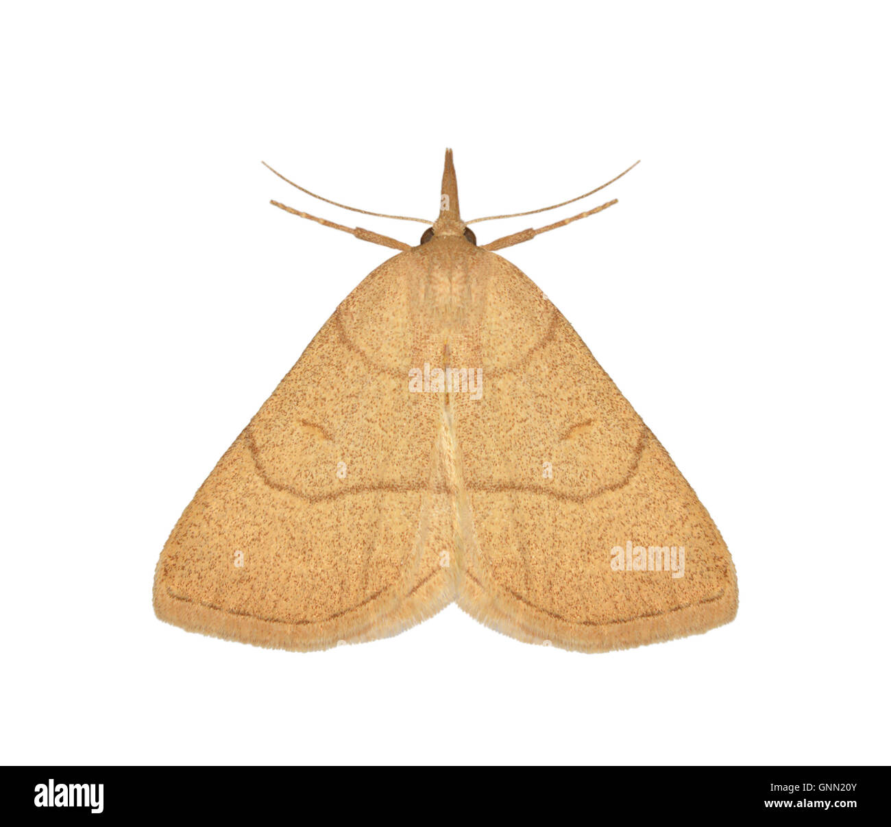 Fan foot moths hi-res stock photography and images - Alamy