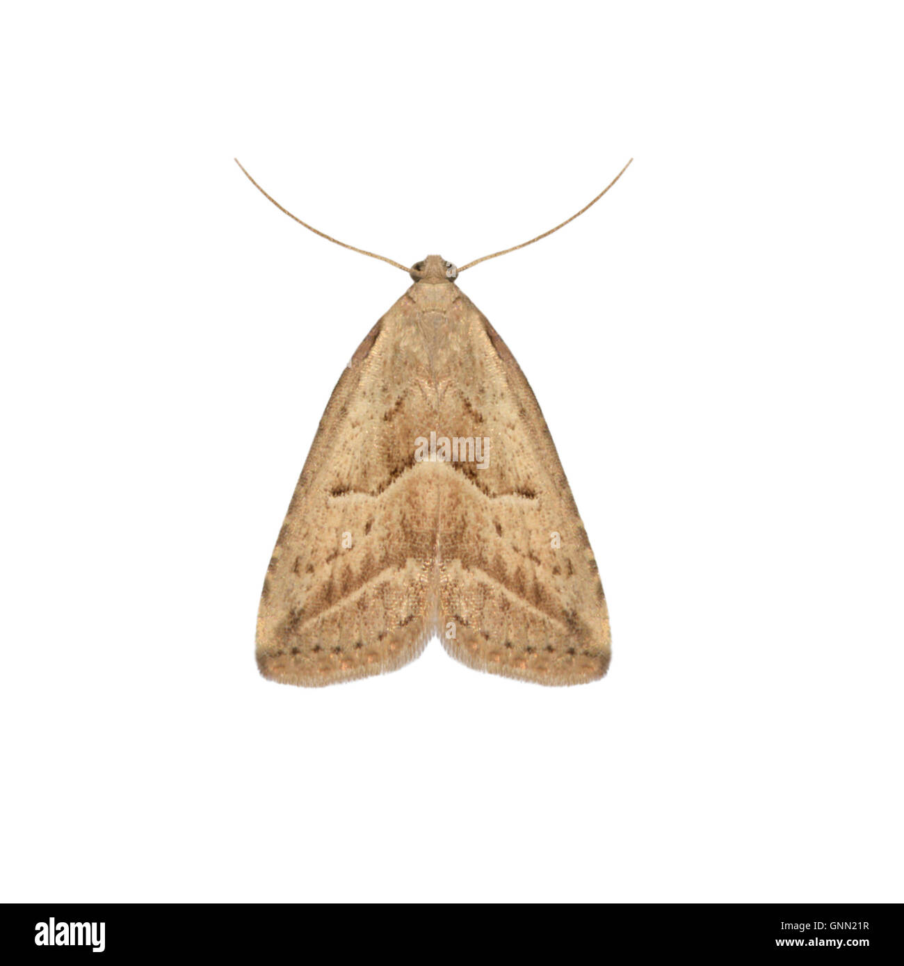 72.060 (2485) Marsh Oblique-barred - Hypenodes humidalis Stock Photo