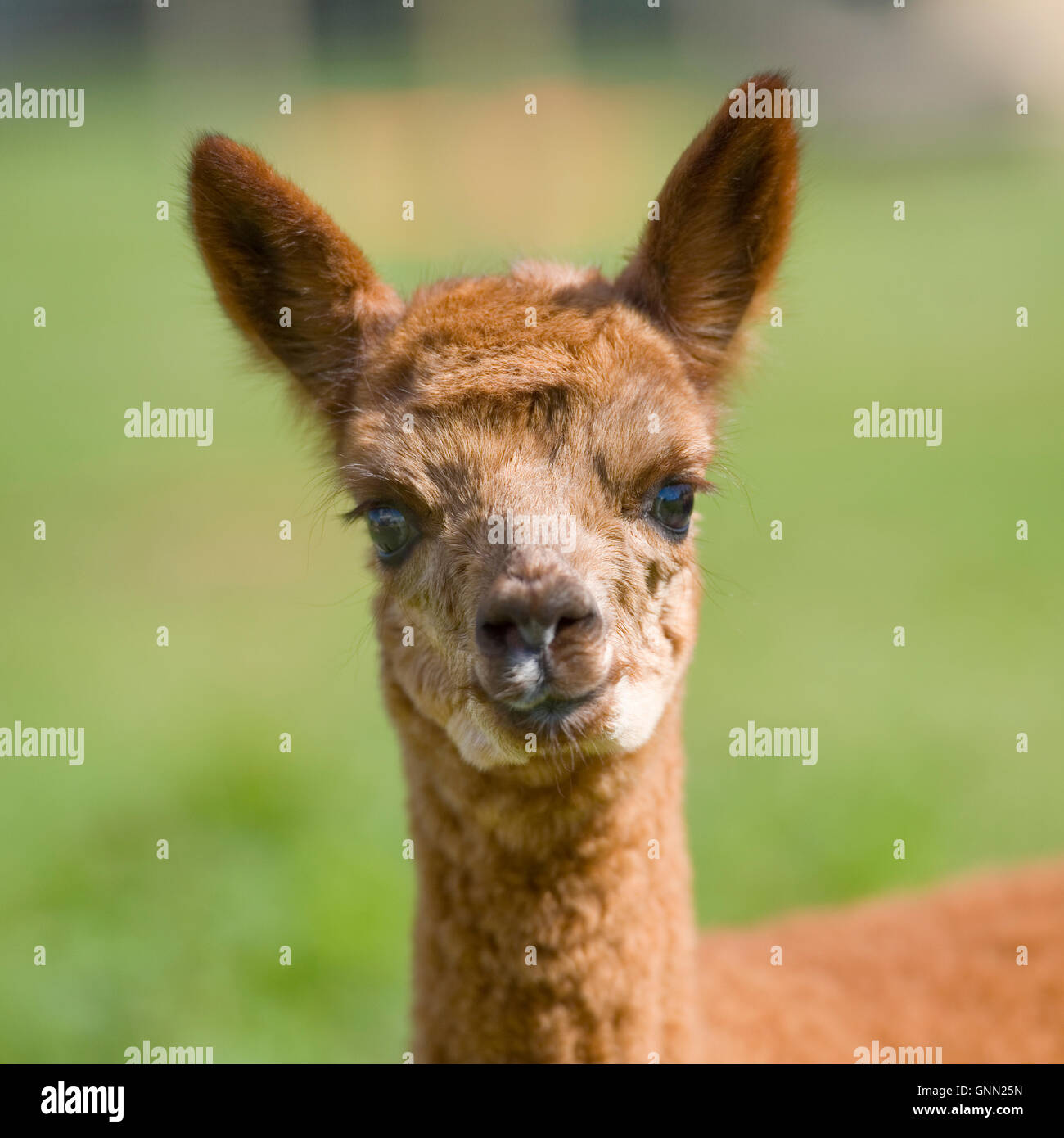alpaca cria Stock Photo